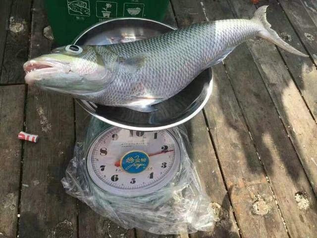 海底飛龍魚圖片大全高清