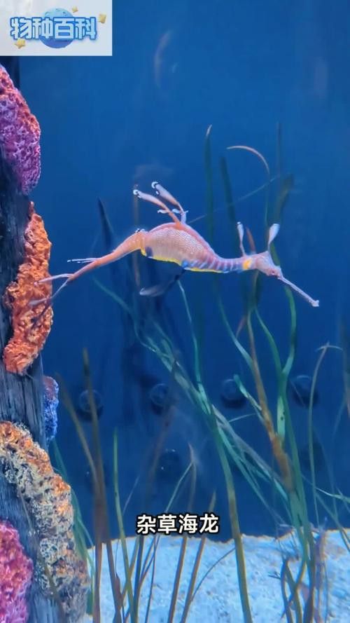 海底飛龍魚圖片大全高清