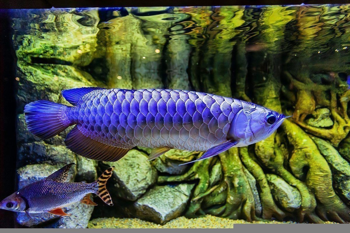 如何預防龍魚外寄感染？ 如何預防龍魚外寄感染？ 龍魚百科 第6張