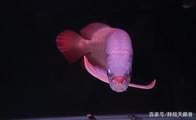 飼養(yǎng)龍魚的溫度要求：關于龍魚飼養(yǎng)溫度的具體要求