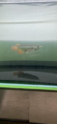 印尼龍魚養(yǎng)殖場(chǎng)價(jià)格多少
