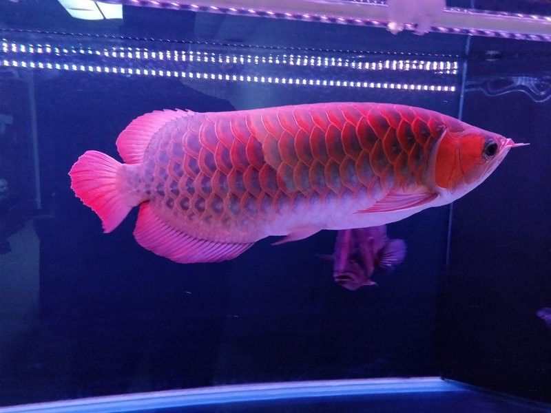 印尼龍魚養(yǎng)殖場(chǎng)價(jià)格多少