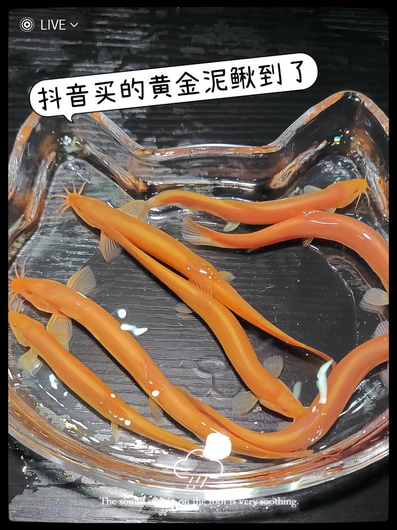 龍魚缸里養什么清潔工最好養
