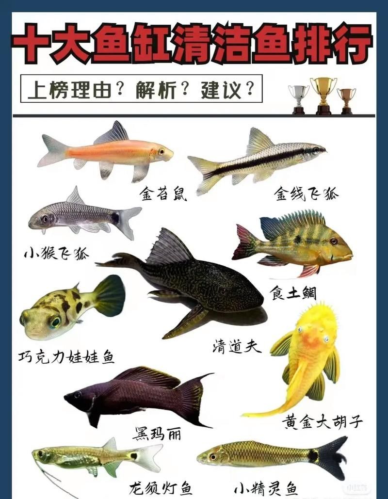 龍魚缸里養什么清潔工最好養