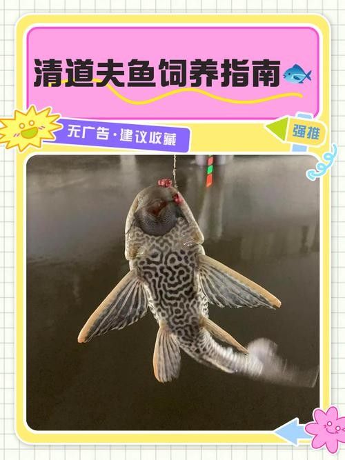 龍魚缸里養什么清潔工最好養