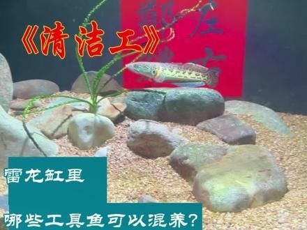 龍魚缸里養什么清潔工最好養