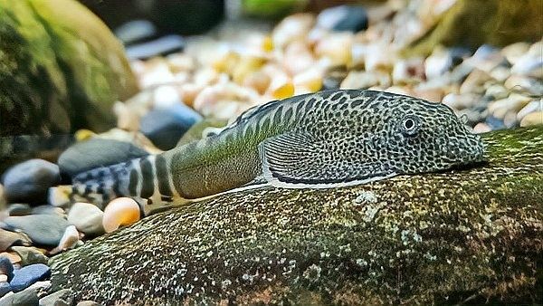 龍魚缸里養什么清潔工最好養