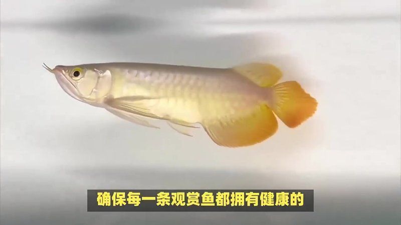 龍魚市場有哪些知名品牌