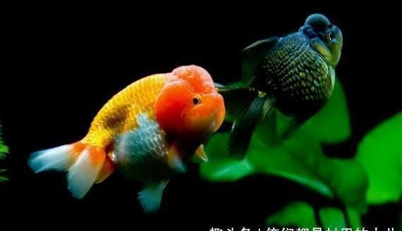 養小金龍魚要注意什么事項：養小金龍魚的注意事項