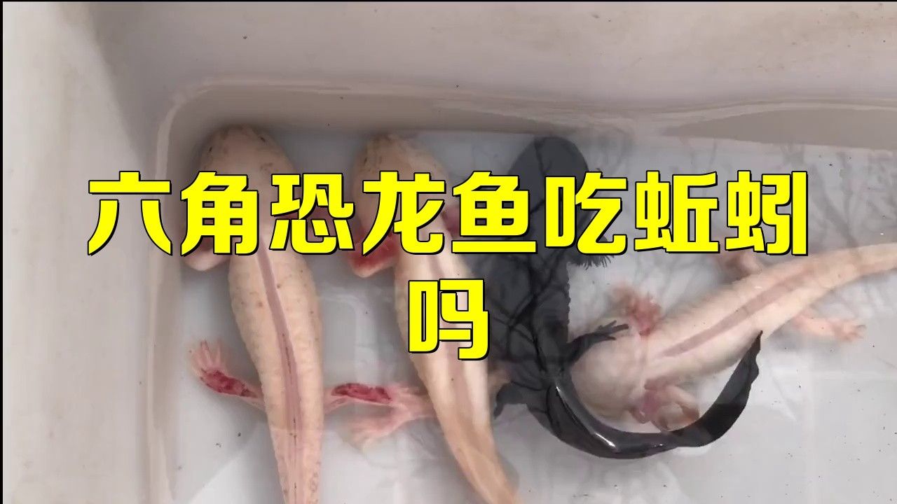 恐龍魚吃什么蟲子