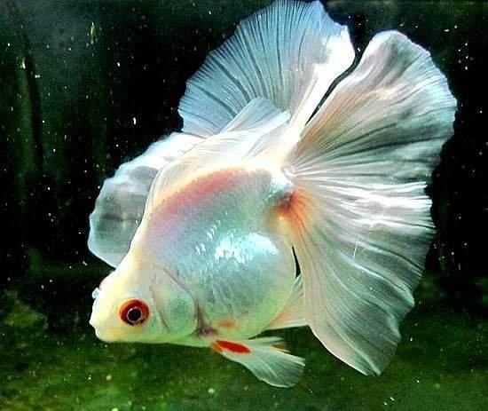 風水學中不適合養龍魚的生肖人：不適合養龍魚的生肖