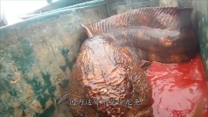 夢見龍魚什么意思：夢見龍魚是什么意思