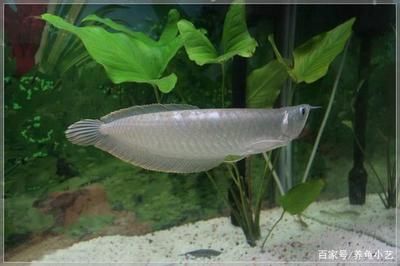 龍魚品質如何鑒別好壞