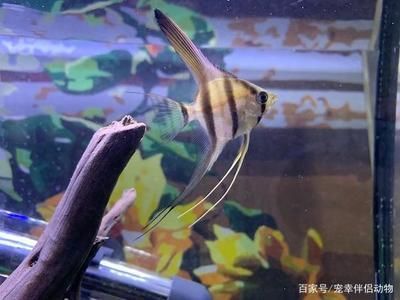 紅龍魚怎么分公母：紅龍魚的性別區分