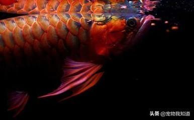 紅龍魚使用側(cè)燈【紅龍魚使用側(cè)燈的作用分析關(guān)鍵詞紅龍魚側(cè)燈的作用】