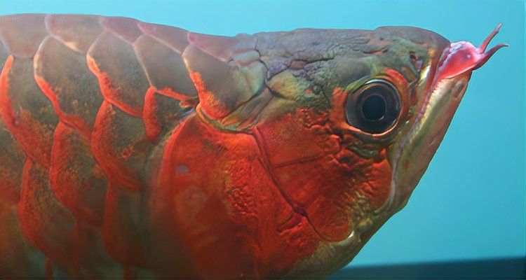 紅龍魚繁殖有多難？