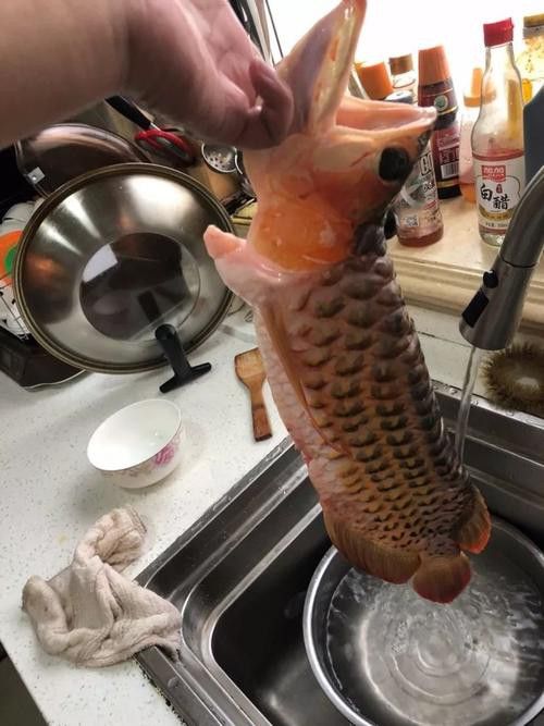 金龍魚喂食