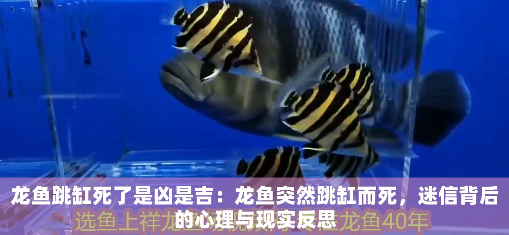 龍魚跳缸死了是兇是吉：龍魚突然跳缸而死，迷信背后的心理與現(xiàn)實反思