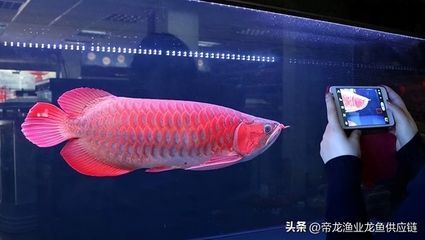 龍魚一年長多少厘米：龍魚一年能長多少？
