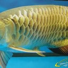 龍魚一年長多少厘米：龍魚一年能長多少？