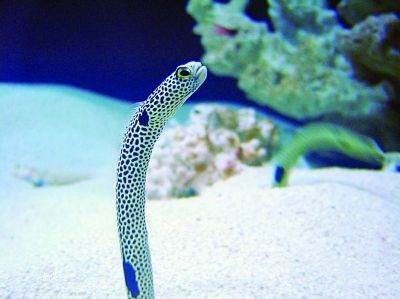龍魚是什么生肖的動物：龍魚與生肖運勢影響十二生肖中龍的文化寓意與養護技巧