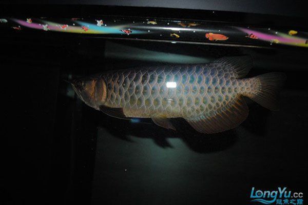 龍魚和什么魚搭配顯得高檔一點呢