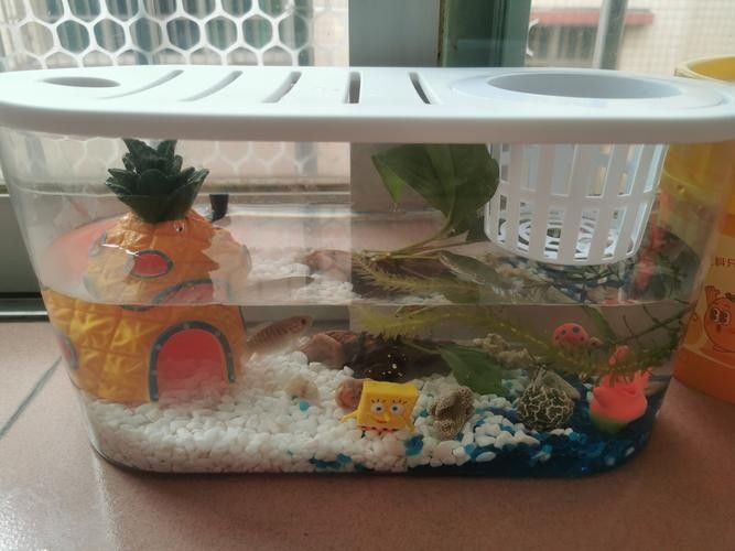 金龍魚魚缸背景圖高清