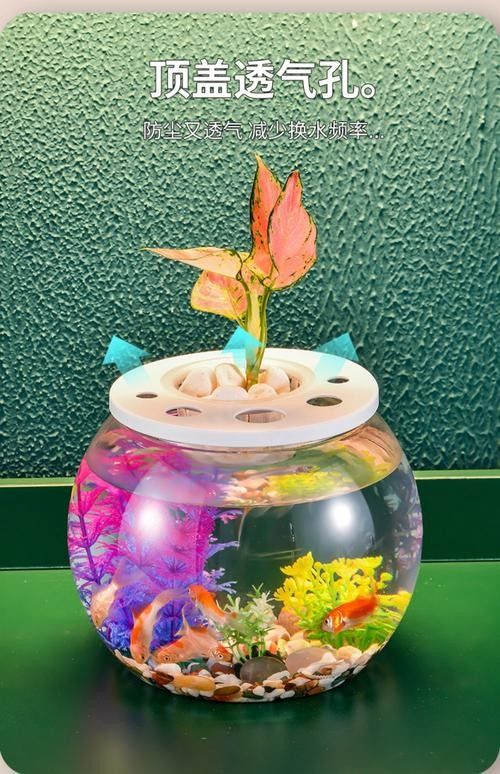 金龍魚魚缸背景圖高清