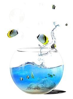 金龍魚魚缸背景圖高清