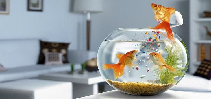 金龍魚魚缸背景圖高清
