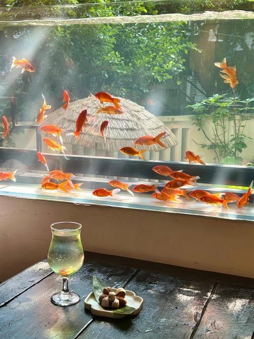 金龍魚魚缸背景圖高清