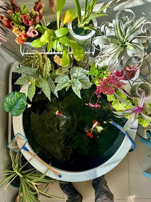 金龍魚魚缸背景圖高清