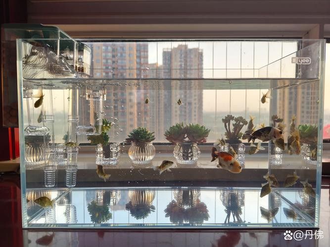 金龍魚魚缸背景圖高清