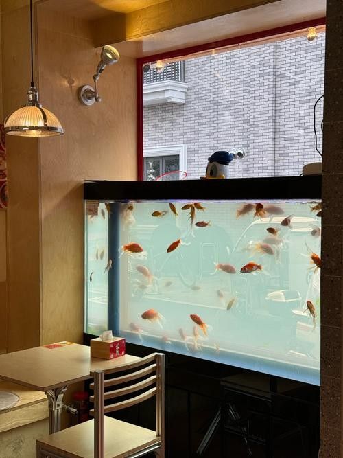 金龍魚魚缸背景圖高清