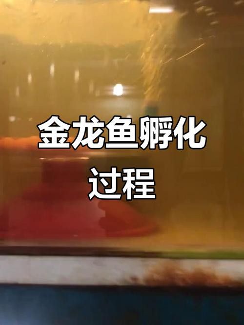 金龍魚幾年長到50cm