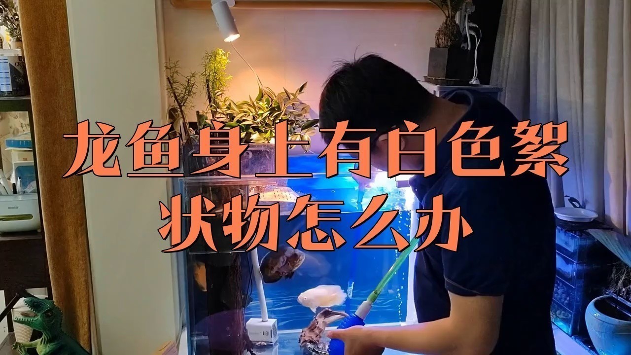 如何預(yù)防龍魚的白膜病？