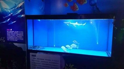 性價比高的龍魚缸（性價比高的龍魚缸品牌有哪些？）
