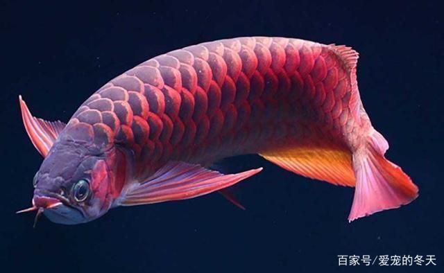 挑選龍魚的五大要點圖片：挑選龍魚的五大要點
