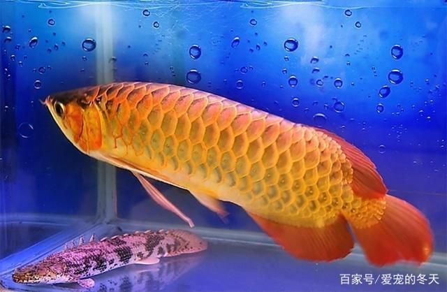挑選龍魚的五大要點圖片：挑選龍魚的五大要點