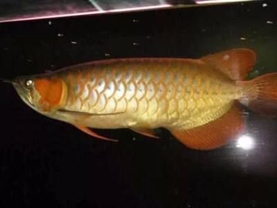 紅龍魚鱗片細(xì)框（紅龍魚的鱗片發(fā)色）