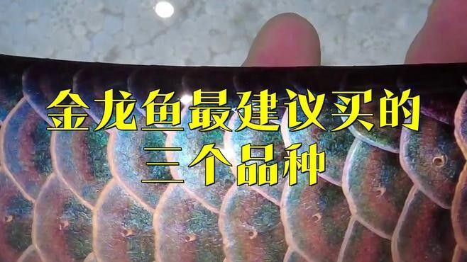 金龍魚高端系列有哪些？