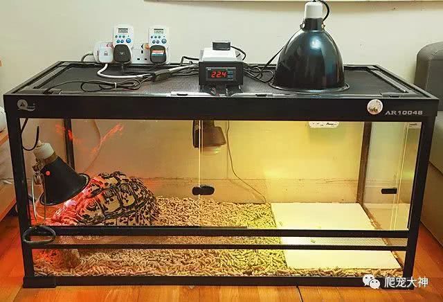 豹紋夫魚成魚飼養技巧：成魚飼養技巧：豹紋夫魚常見疾病預防豹紋夫魚水質管理方法