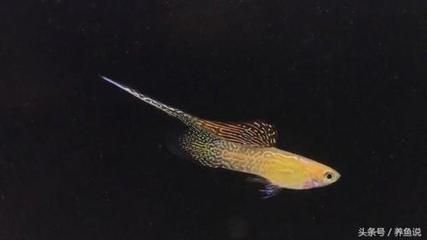 豹紋夫魚成魚飼養技巧：成魚飼養技巧：豹紋夫魚常見疾病預防豹紋夫魚水質管理方法