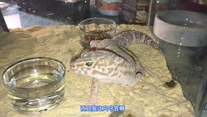 豹紋夫魚成魚飼養技巧：成魚飼養技巧：豹紋夫魚常見疾病預防豹紋夫魚水質管理方法