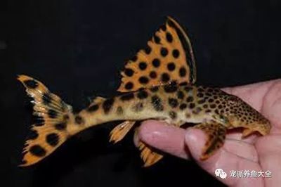 豹紋夫魚成魚飼養技巧：成魚飼養技巧：豹紋夫魚常見疾病預防豹紋夫魚水質管理方法