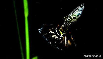 豹紋夫魚成魚飼養技巧：成魚飼養技巧：豹紋夫魚常見疾病預防豹紋夫魚水質管理方法