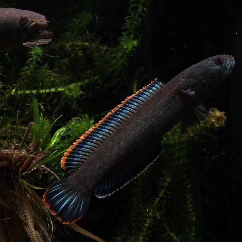 龍魚是冷水魚嗎為什么那么貴：龍魚屬于冷水魚嗎