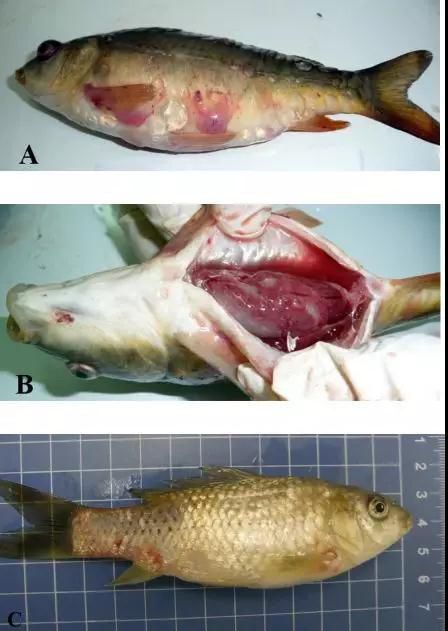 如何預防龍魚再次生病？