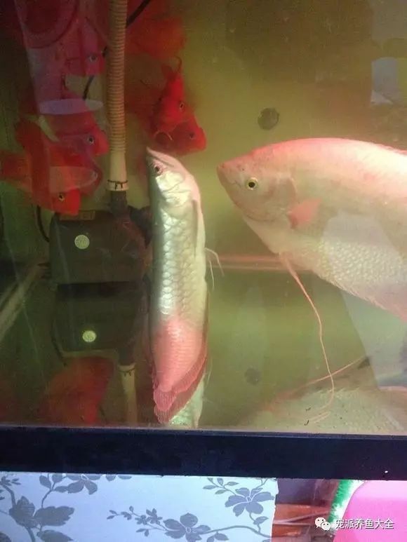 銀龍魚沉底尾巴向上翹怎么辦