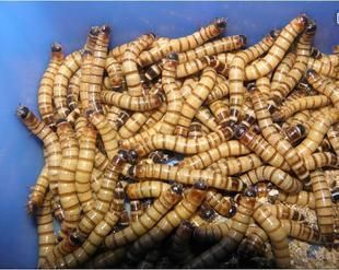 龍魚養殖場都喂大麥蟲：龍魚養殖場喂食大麥蟲的注意事項 龍魚養殖場都喂大麥蟲：龍魚養殖場喂食大麥蟲的注意事項 龍魚百科 第3張